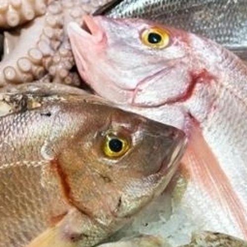 POISSON DE JOUR